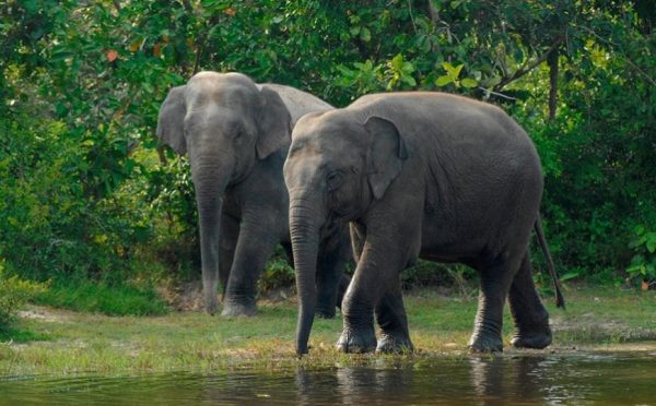 Parco zoologico Phnom Tamao, Phnom Penh