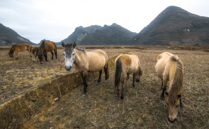 TOUR TREKKING VIETNAM DEL NORD