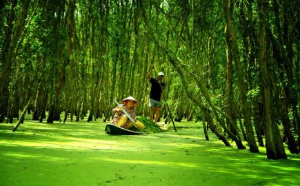 Foresta Di Caieput Tra Su, Chau Doc