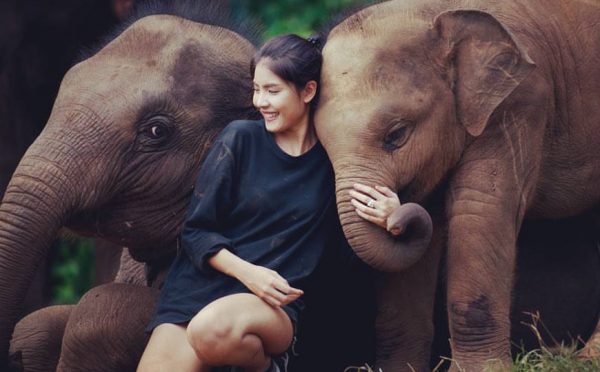 Campo di elefante di Chiang Dao