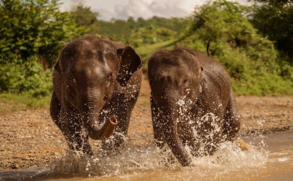 Elefanti a Nong Khiaw