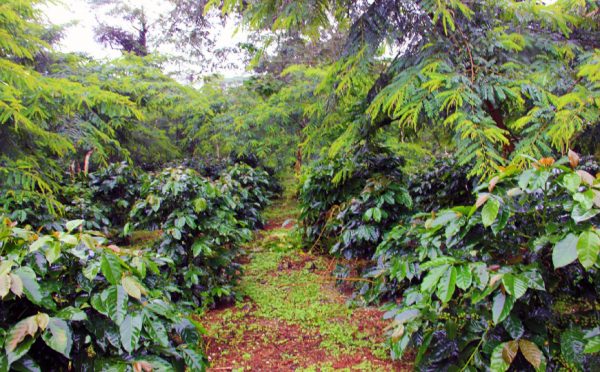 Piantagione di tè a Boulevan Plateau