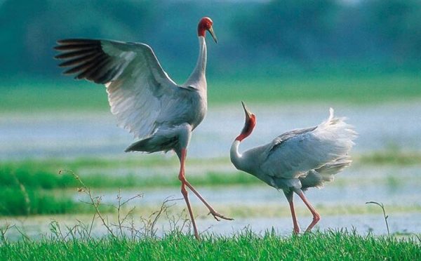 VIAGGIO CAMBOGIA: CULTURA E NATURA